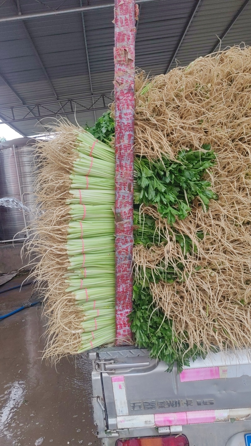 芹菜宁夏银川芹菜量大从优批发电商平台团购商超欢迎实地考察