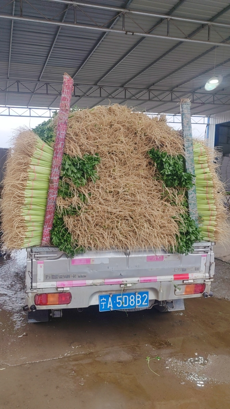 芹菜宁夏银川芹菜量大从优批发电商平台团购商超欢迎实地考察