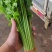 芹菜宁夏银川芹菜量大从优批发电商平台团购商超欢迎实地考察