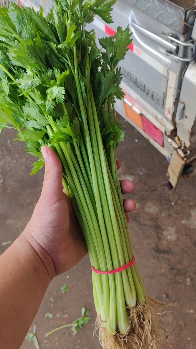 芹菜宁夏银川芹菜量大从优批发电商平台团购商超欢迎实地考察