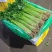 芹菜宁夏银川芹菜量大从优批发电商平台团购商超欢迎实地考察