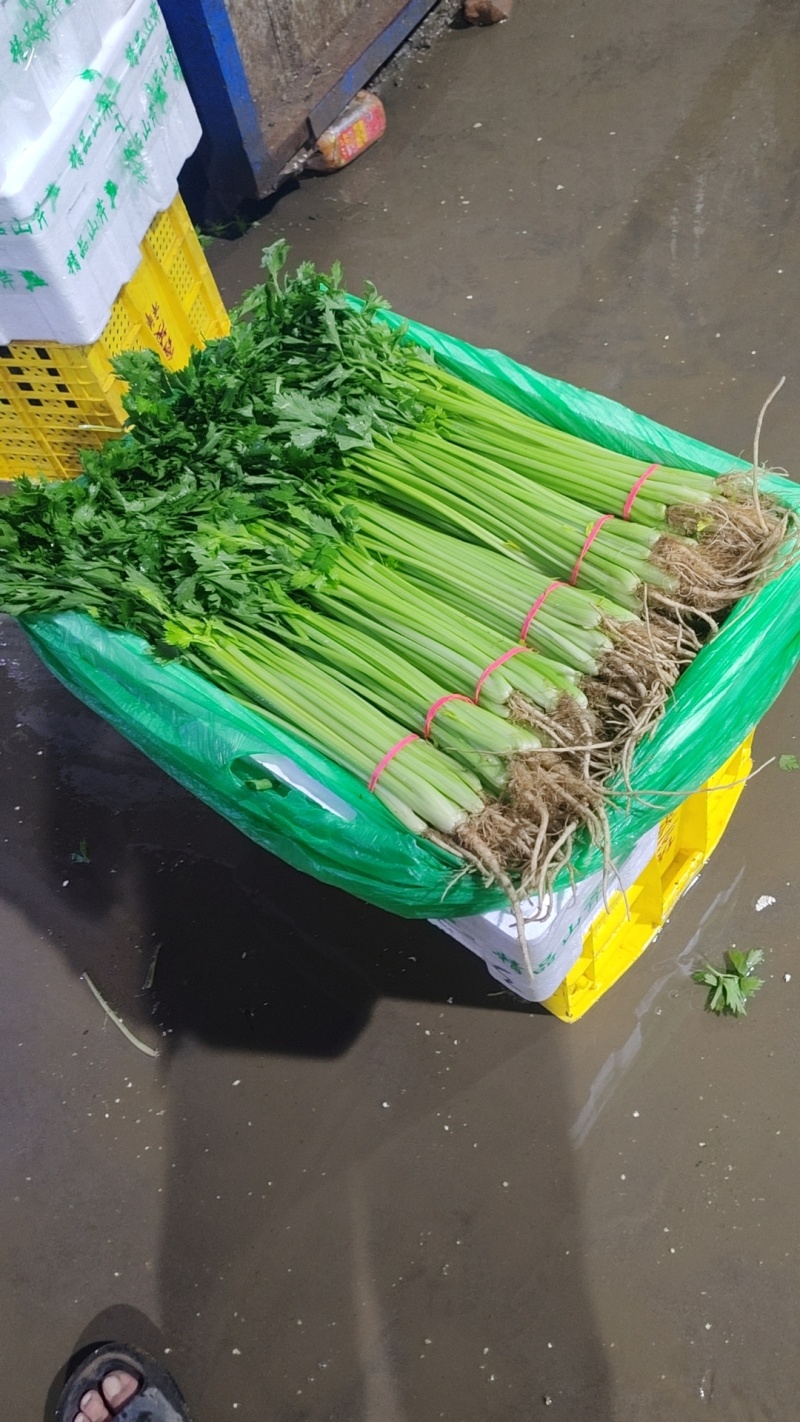 芹菜宁夏银川芹菜量大从优批发电商平台团购商超欢迎实地考察