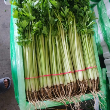 芹菜宁夏银川芹菜量大从优批发电商平台团购商超欢迎实地考察