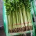 芹菜宁夏银川芹菜量大从优批发电商平台团购商超欢迎实地考察