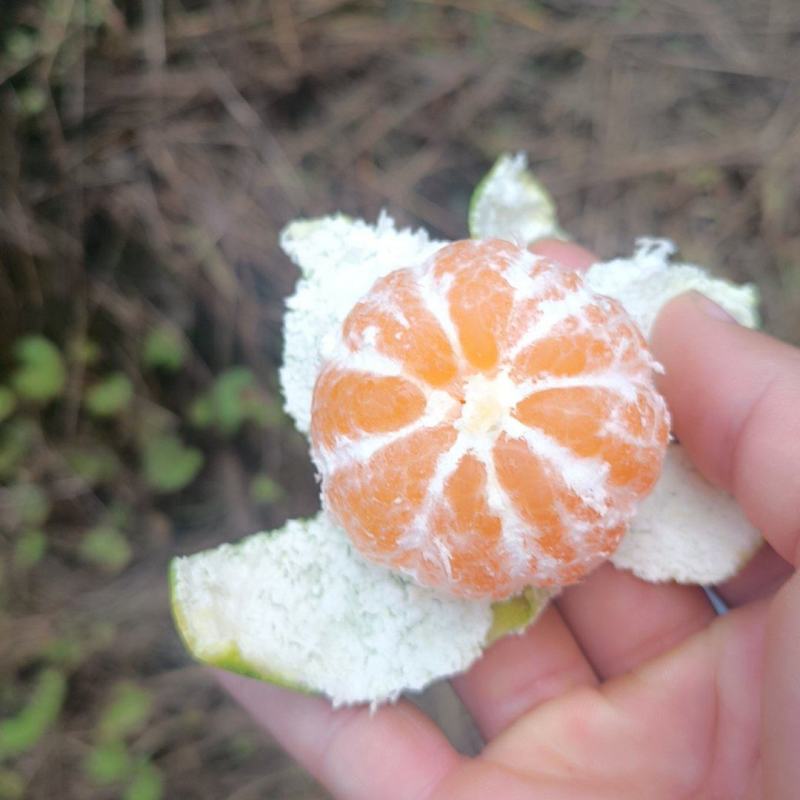 蜜橘大丰一号四号