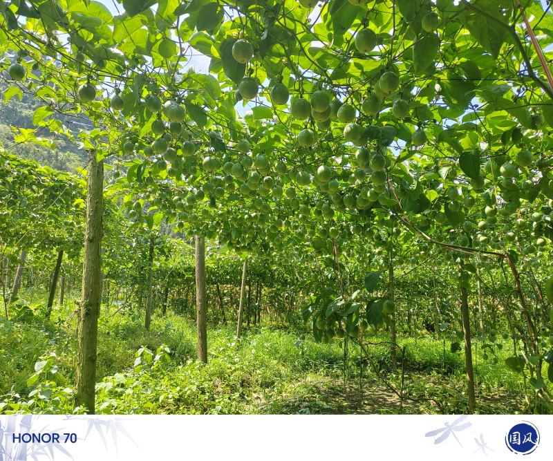云南黄金百香果，产地直销，需要欢迎的联系