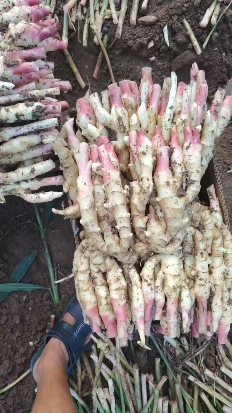 云南小黄姜产地直销超高性价比欢迎电话咨询