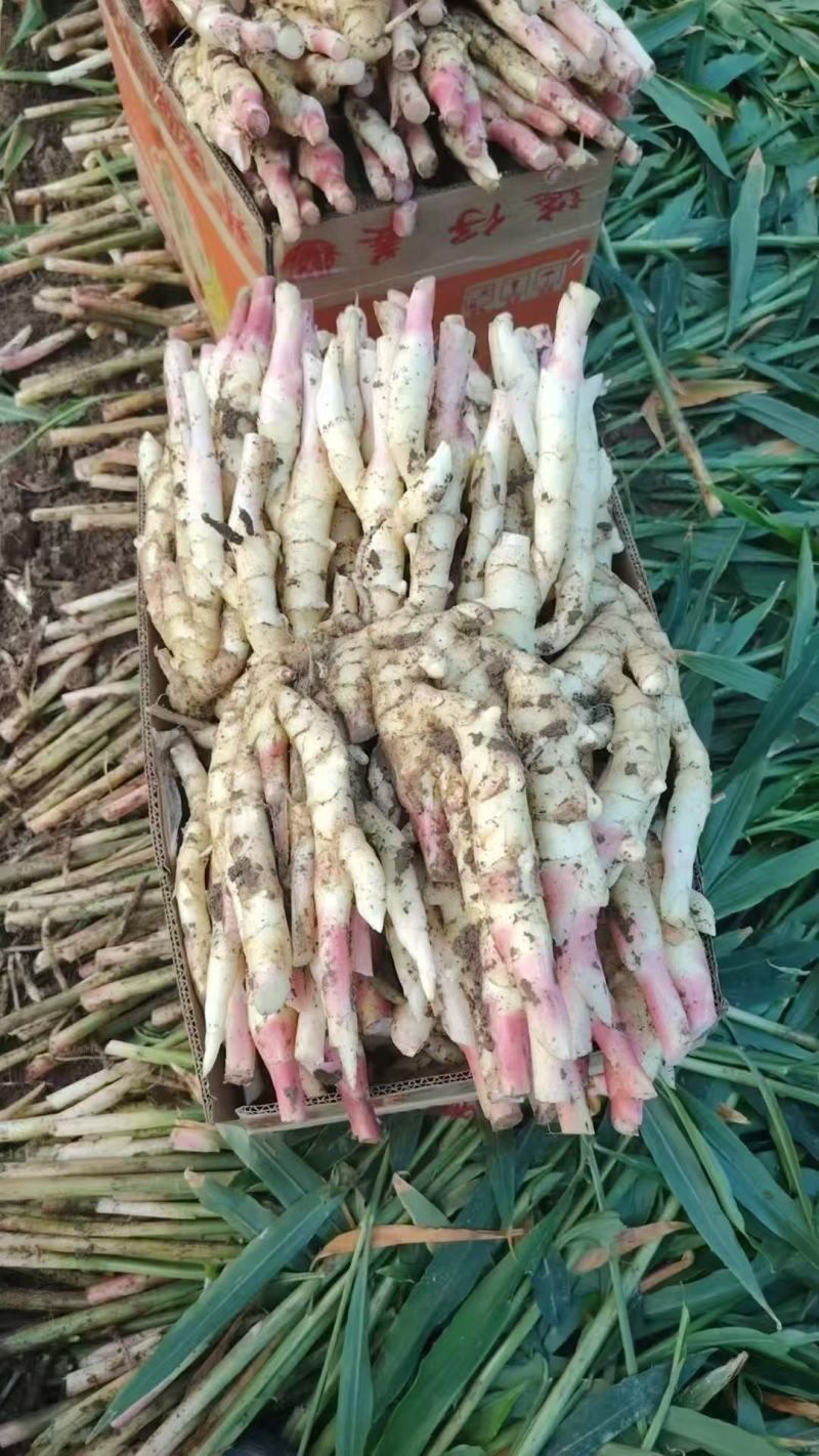 云南小黄姜产地直销超高性价比欢迎电话咨询