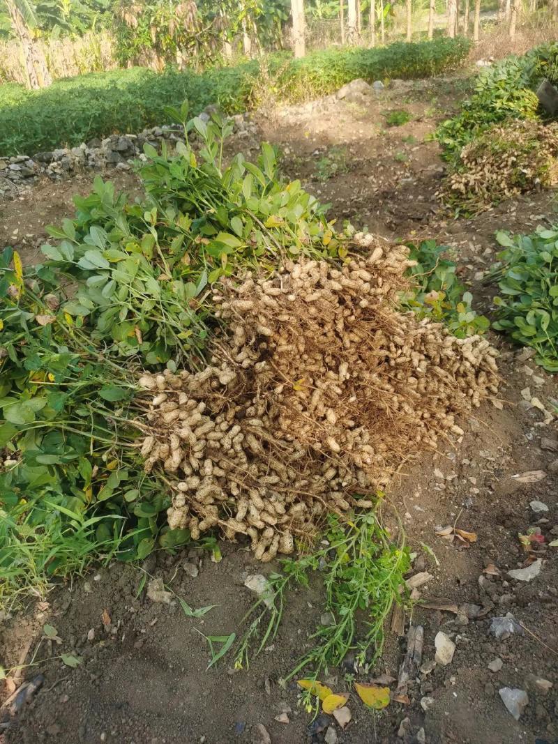 鲜花生
