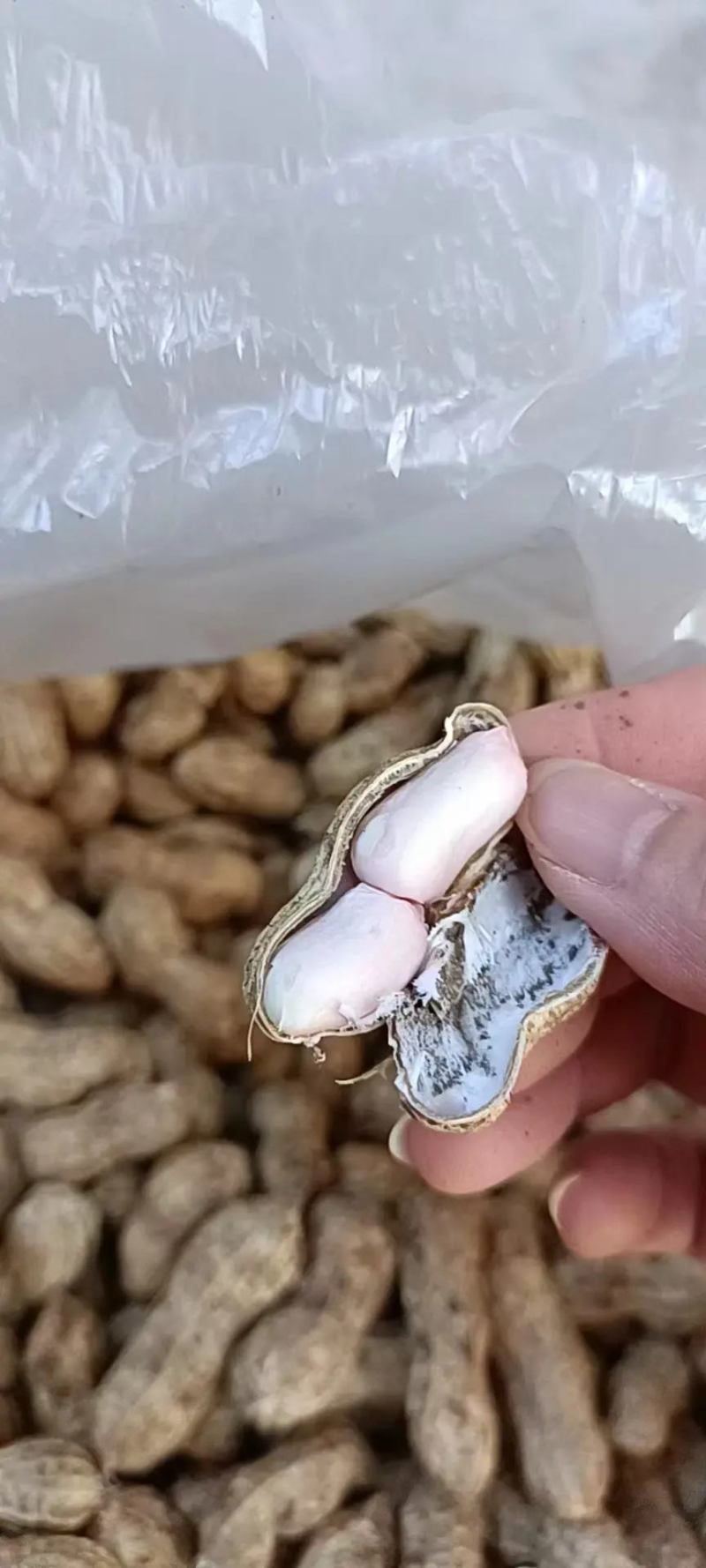 鲜花生