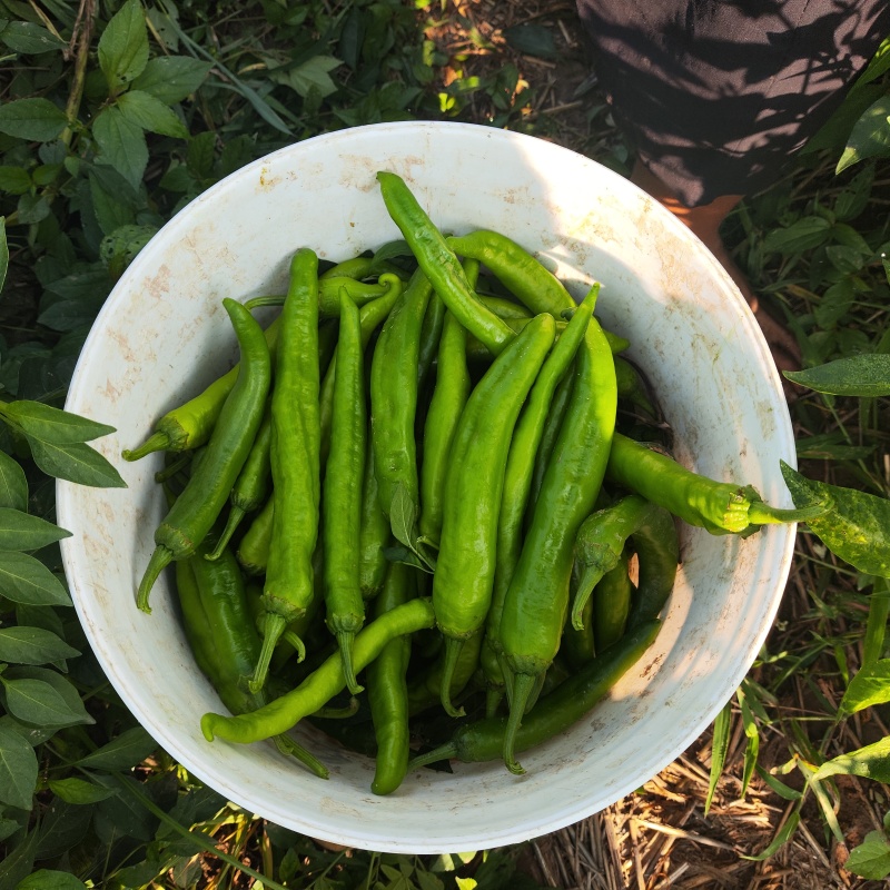 湘研55，陆地，露天种植，尾气食堂货