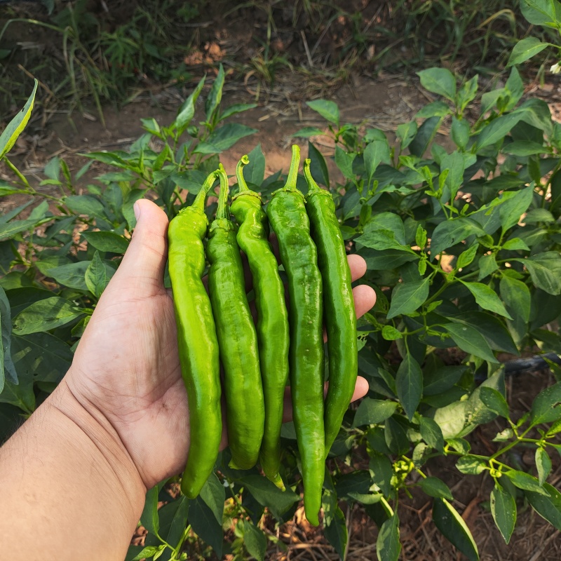 湘研55，陆地，露天种植，尾气食堂货