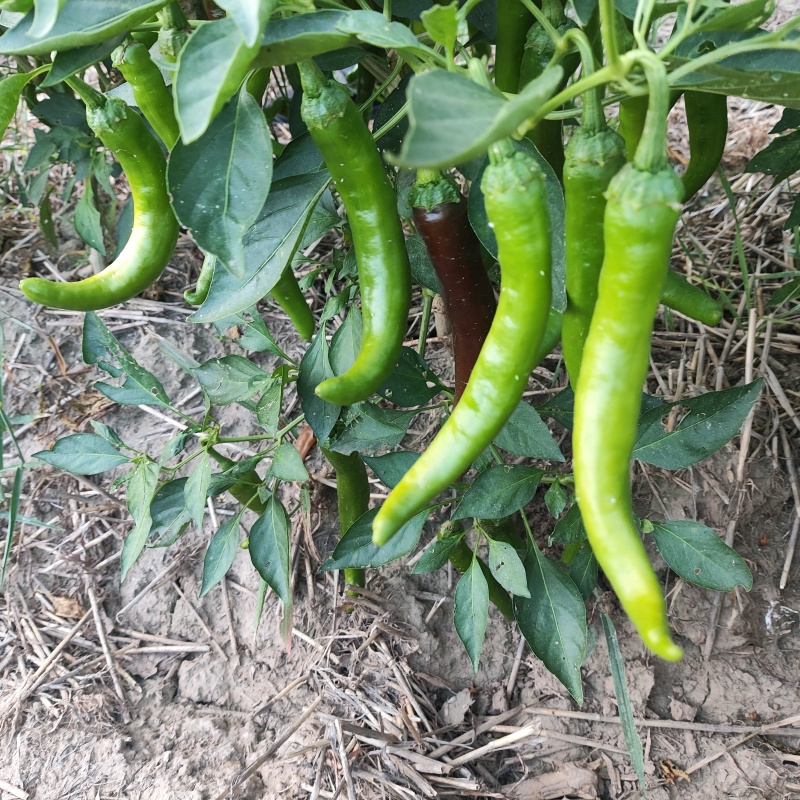 湘研55，陆地，露天种植，尾气食堂货