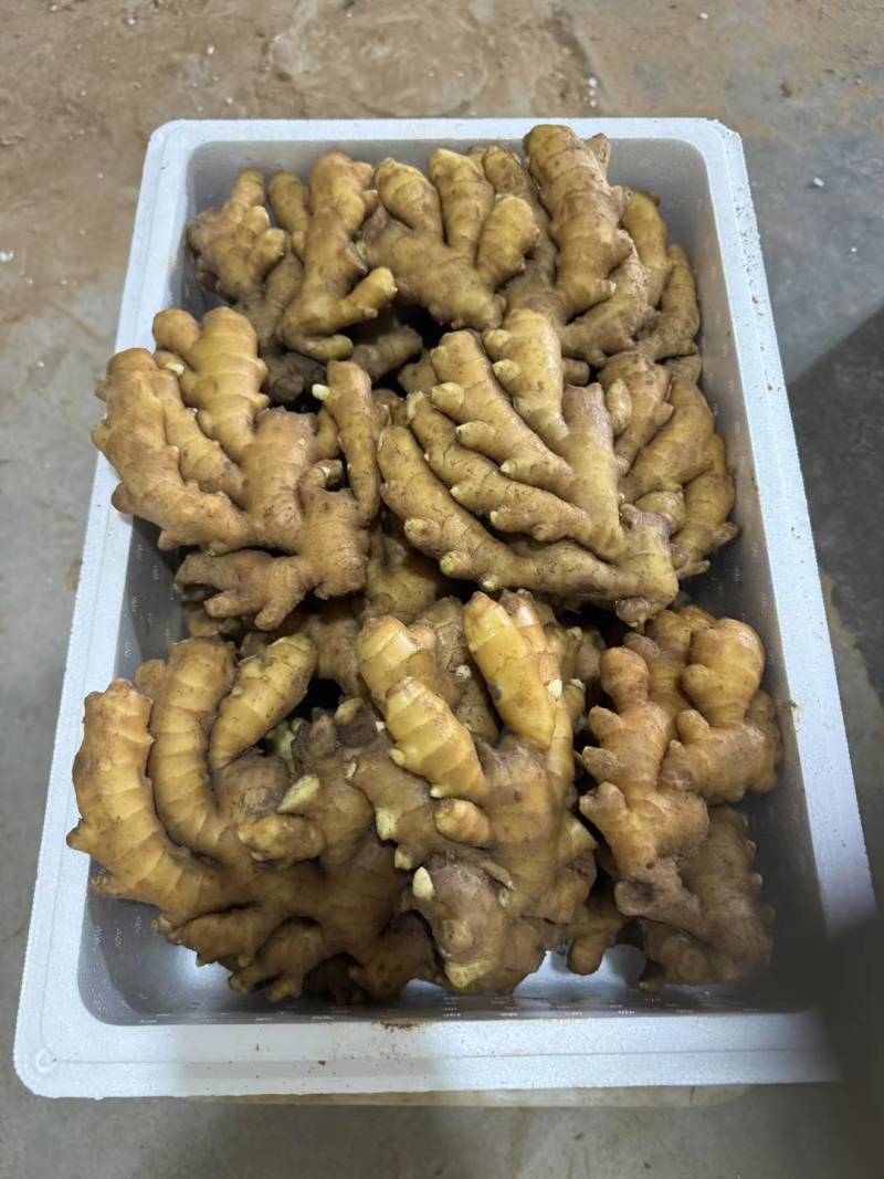小黄姜大量出售，产地直销，货源充足，量大从优，价格优惠合