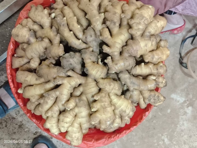 小黄姜大量出售，产地直销，货源充足，量大从优，价格优惠合