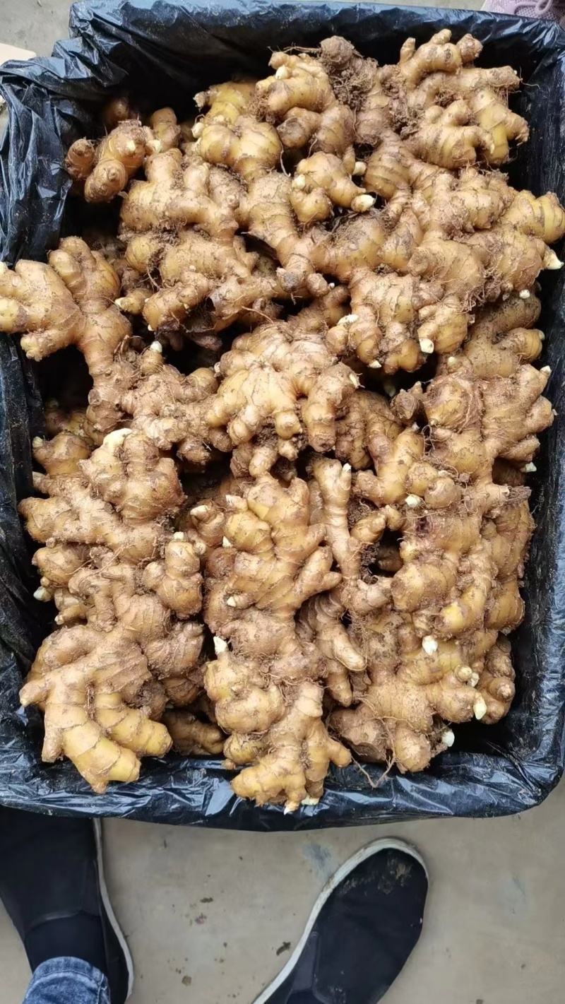 小黄姜大量出售，产地直销，货源充足，量大从优，价格优惠合