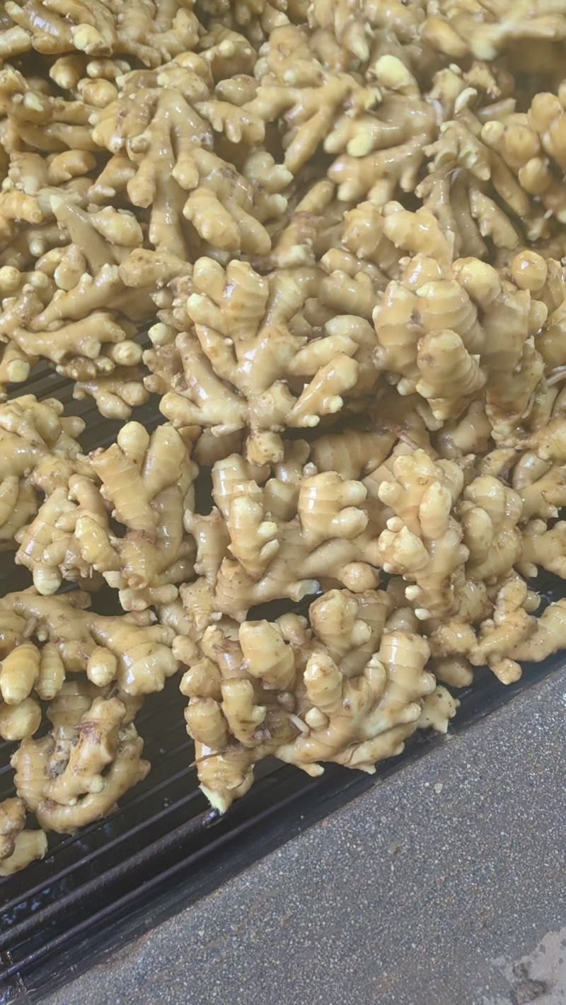 小黄姜大量出售，产地直销，货源充足，量大从优，价格优惠合