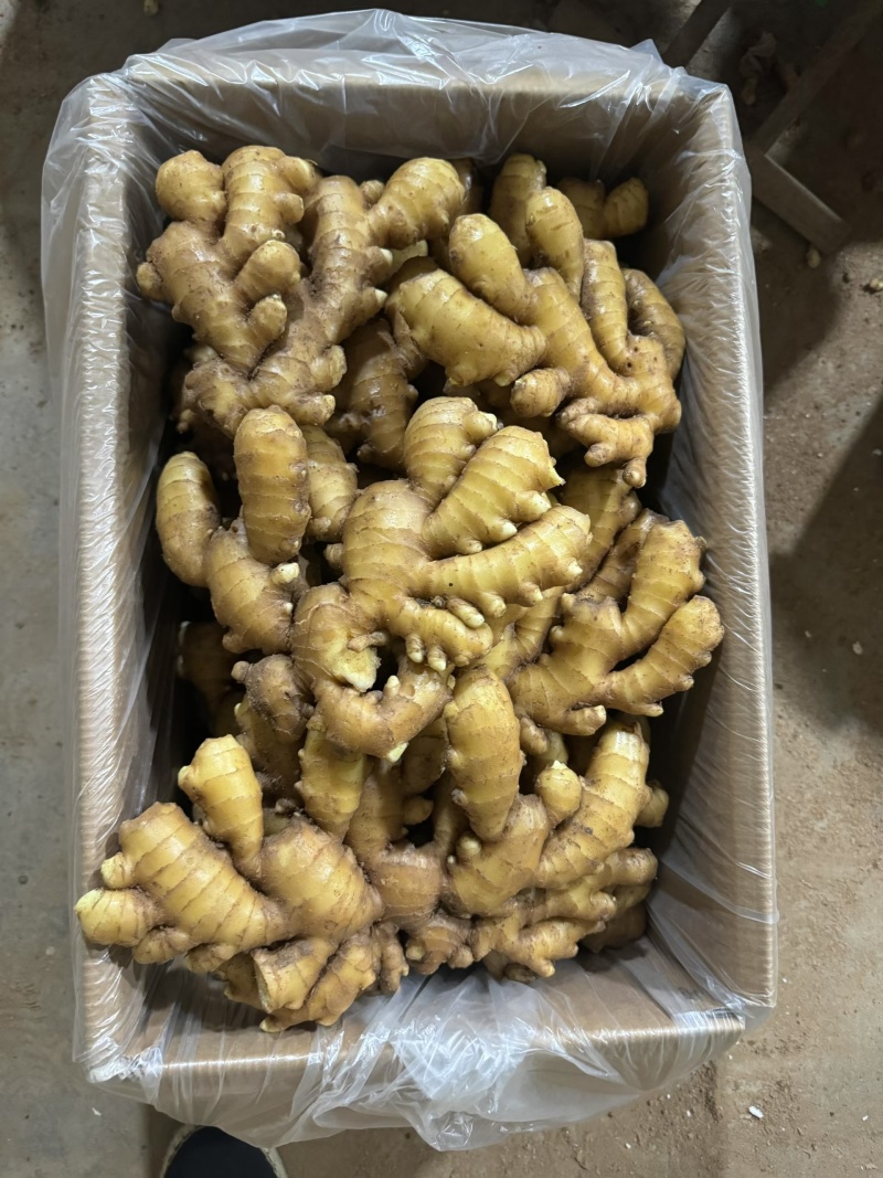 小黄姜大量出售，产地直销，货源充足，量大从优，价格优惠合