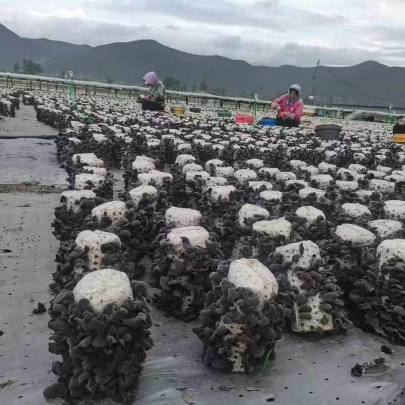 新货黑木耳干货东北特产批发长白山秋木耳散装正宗肉厚包邮