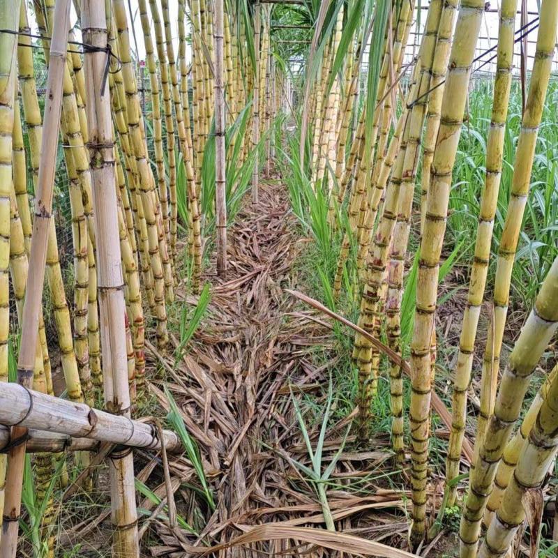 广东青皮甘蔗基地供货，全国发货，量大从优，欢迎电话联系