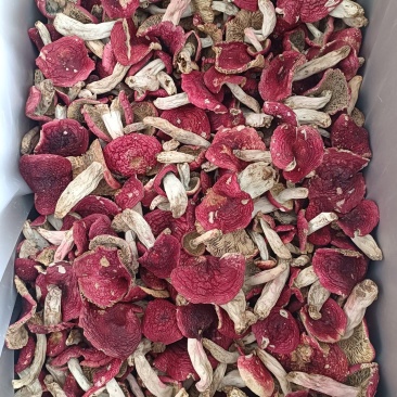 大红菌菌