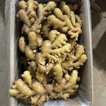 小黄姜大量出售，产地直销，货源充足，量大从优，价格优惠合