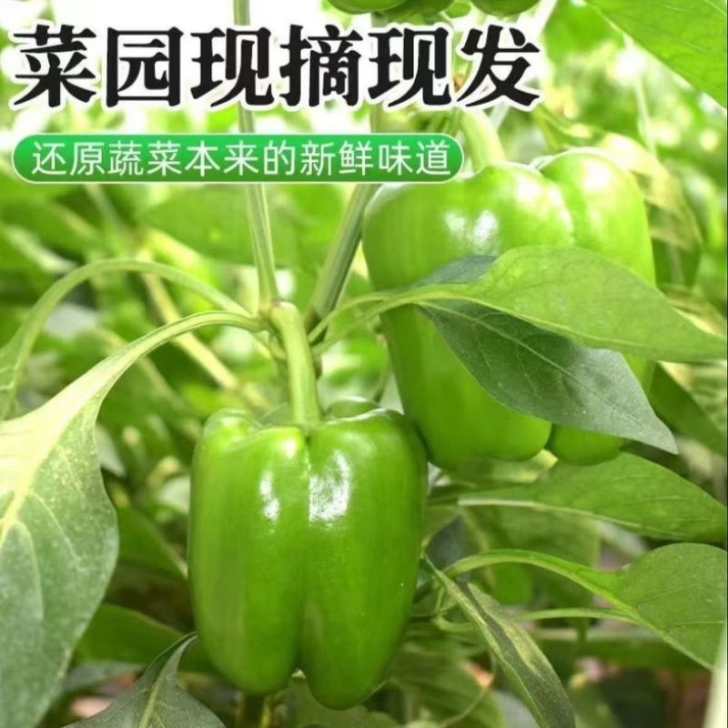 精品太空椒/青椒🫑/甜椒/鲜辣椒