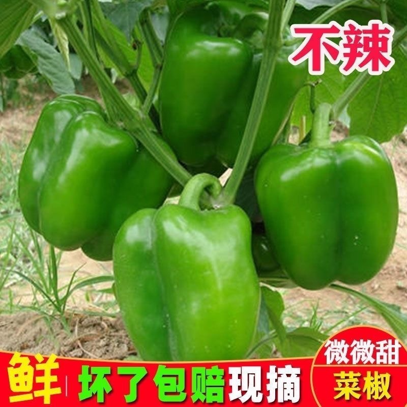 精品太空椒/青椒🫑/甜椒/鲜辣椒