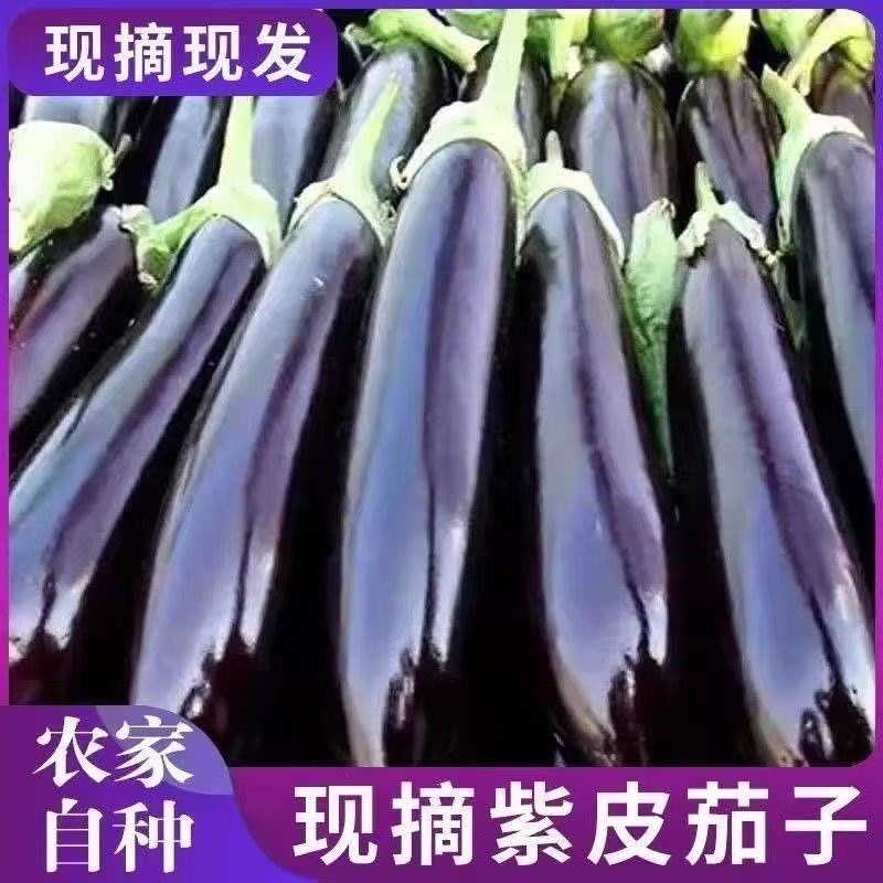 长茄/紫色长茄子/茄子/紫长茄/烧烤茄子