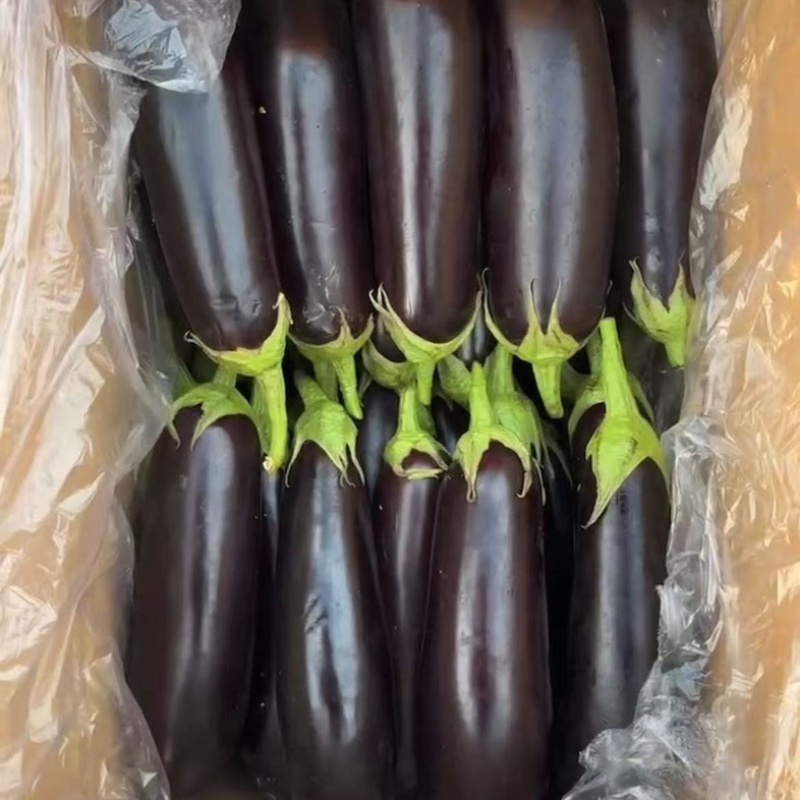 长茄/紫色长茄子/茄子/紫长茄/烧烤茄子