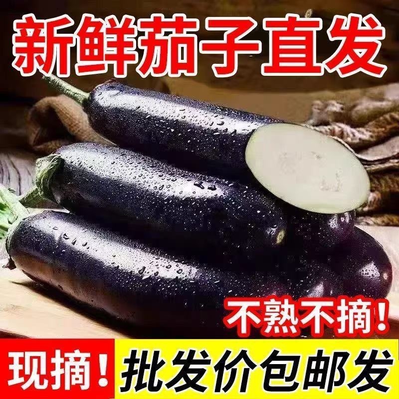 长茄/紫色长茄子/茄子/紫长茄/烧烤茄子