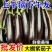 长茄/紫色长茄子/茄子/紫长茄/烧烤茄子