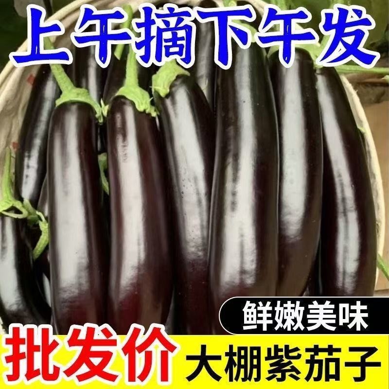 长茄/紫色长茄子/茄子/紫长茄/烧烤茄子