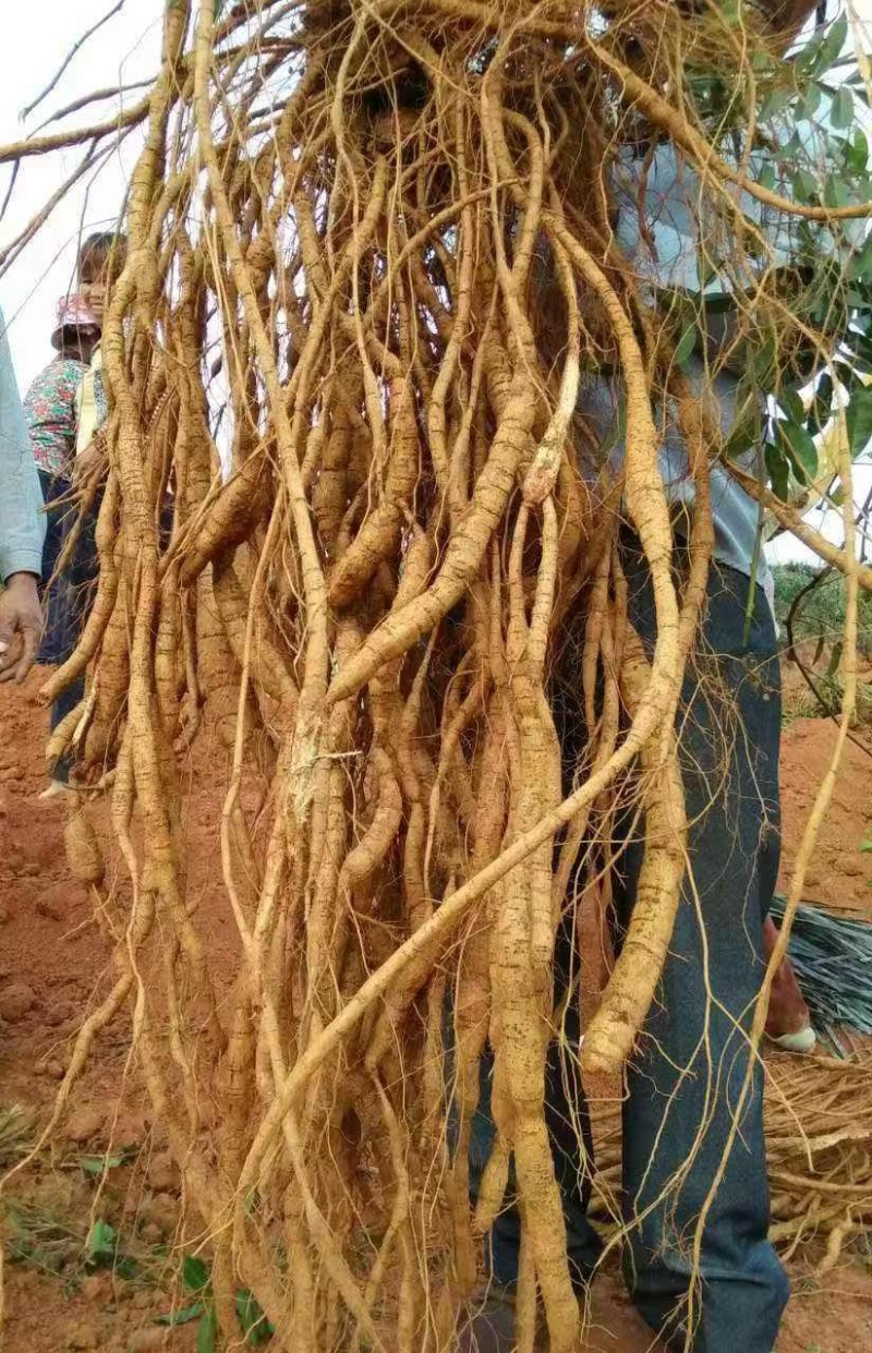 牛大力；粉质牛大力；大叶品种；大量供应；干货大量出售