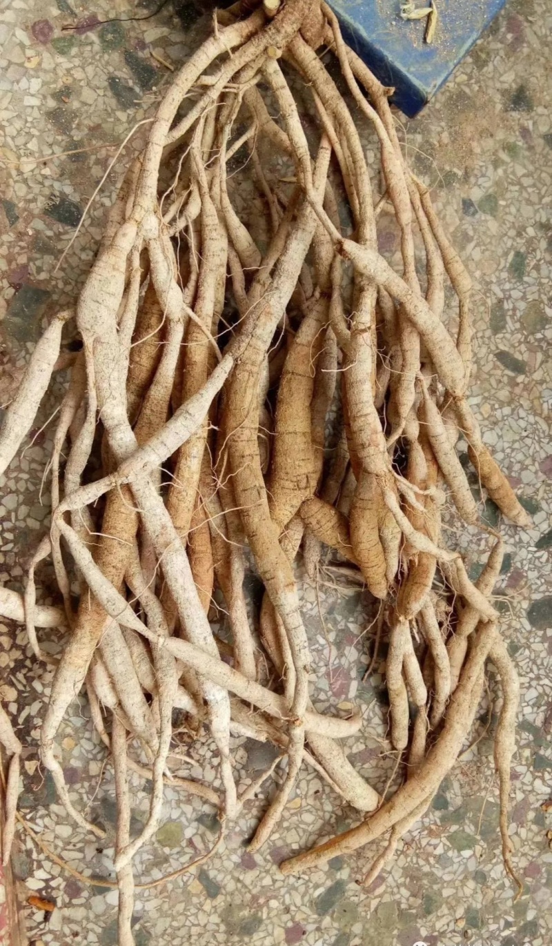 牛大力；粉质牛大力；大叶品种；大量供应；干货大量出售