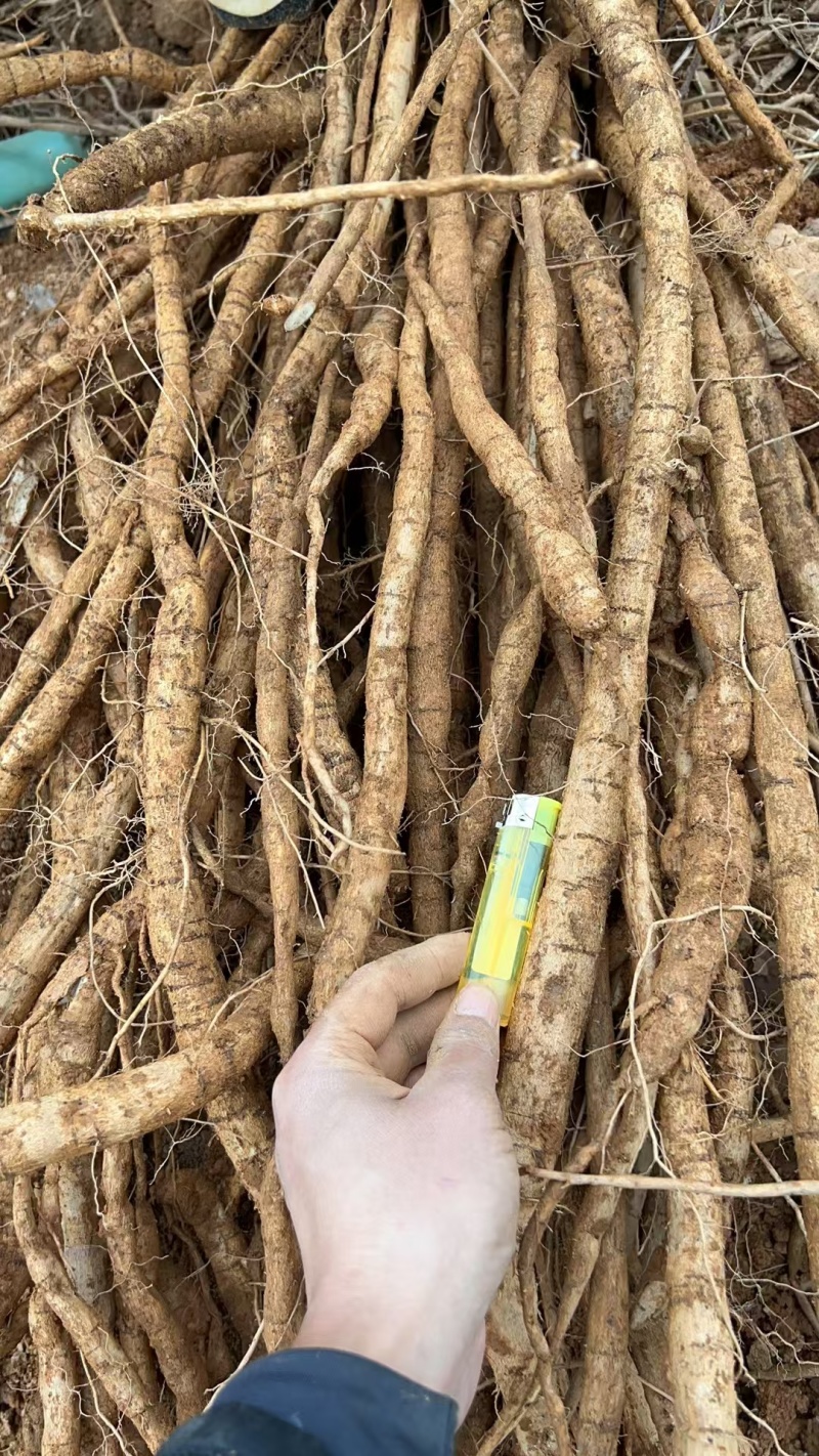 牛大力；粉质牛大力；大叶品种；大量供应；干货大量出售