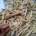 牛大力；粉质牛大力；大叶品种；大量供应；干货大量出售