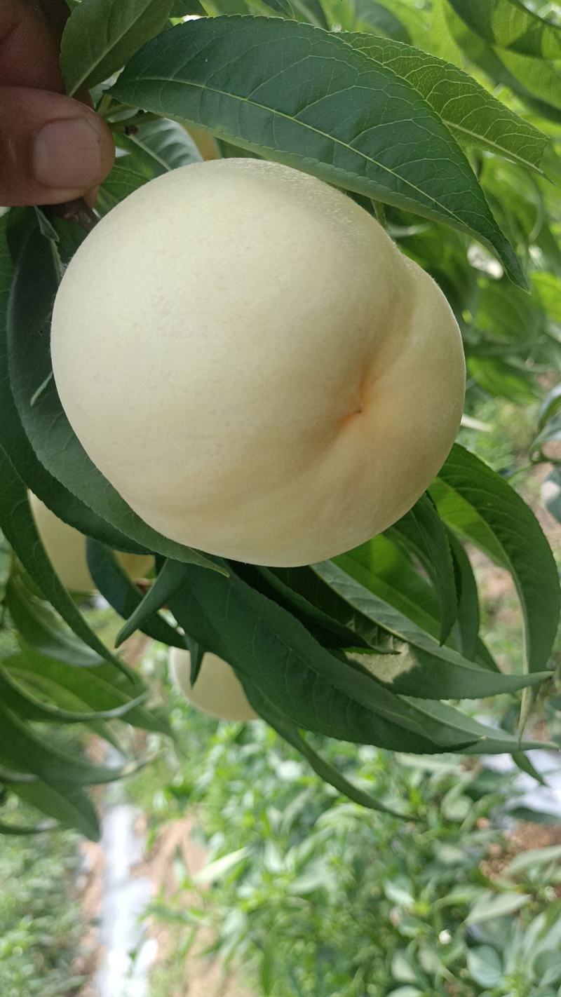 黄毛桃，正宗蒙阴蜜桃海量货源，可对接全国批发市场，商超
