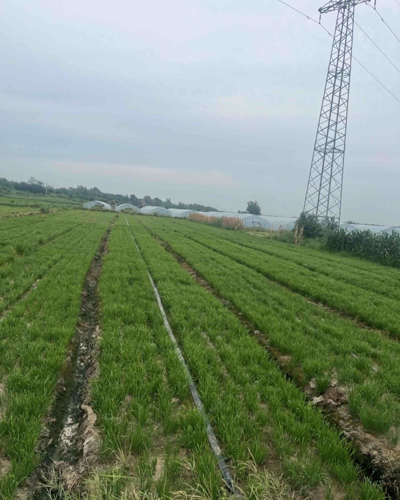 韭菜种植产地直销