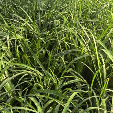 石菖蒲种植基地，菖蒲两年苗，自产自销