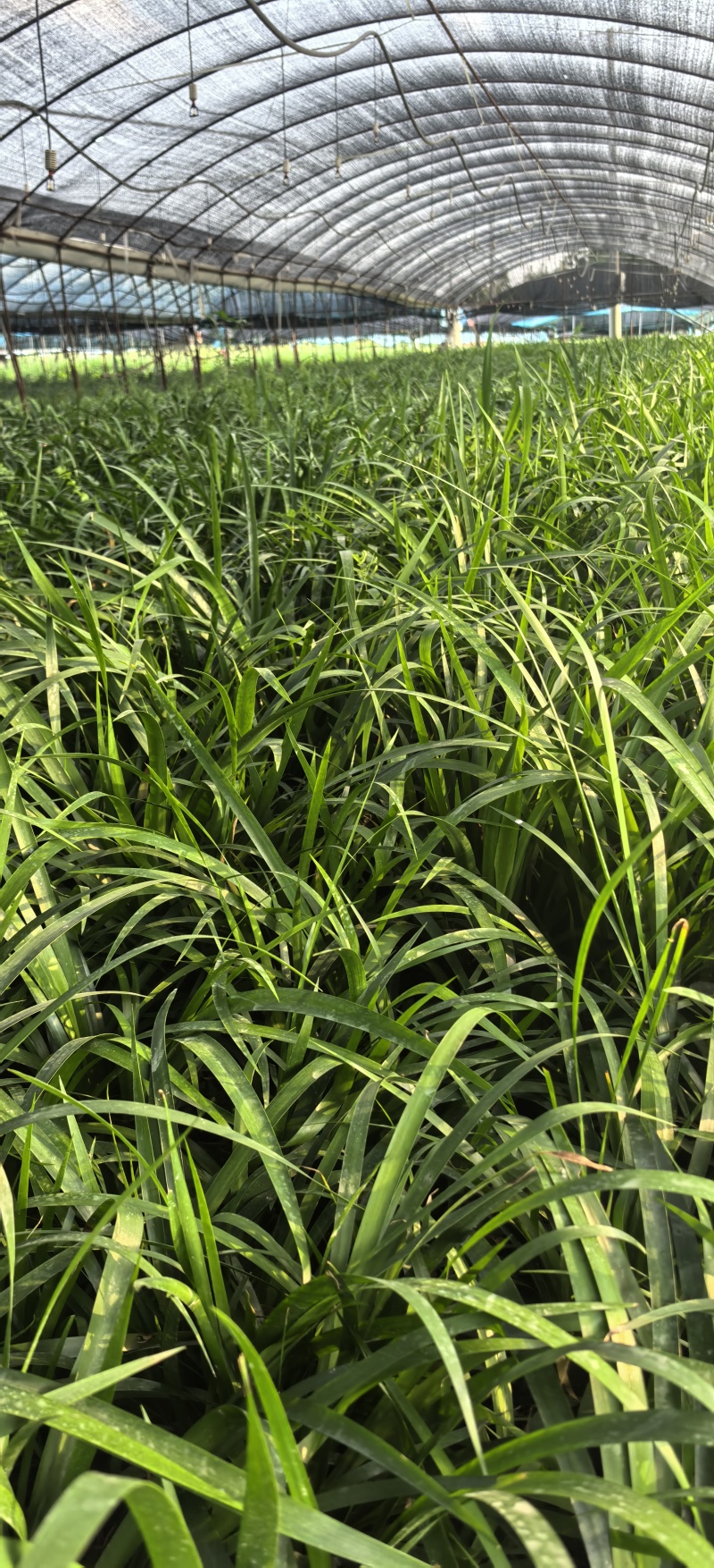 石菖蒲种植基地，菖蒲两年苗，自产自销
