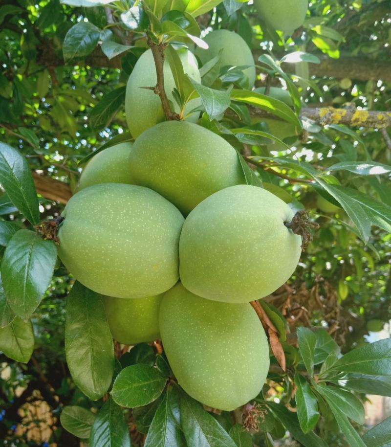 批发新鲜酸木瓜
