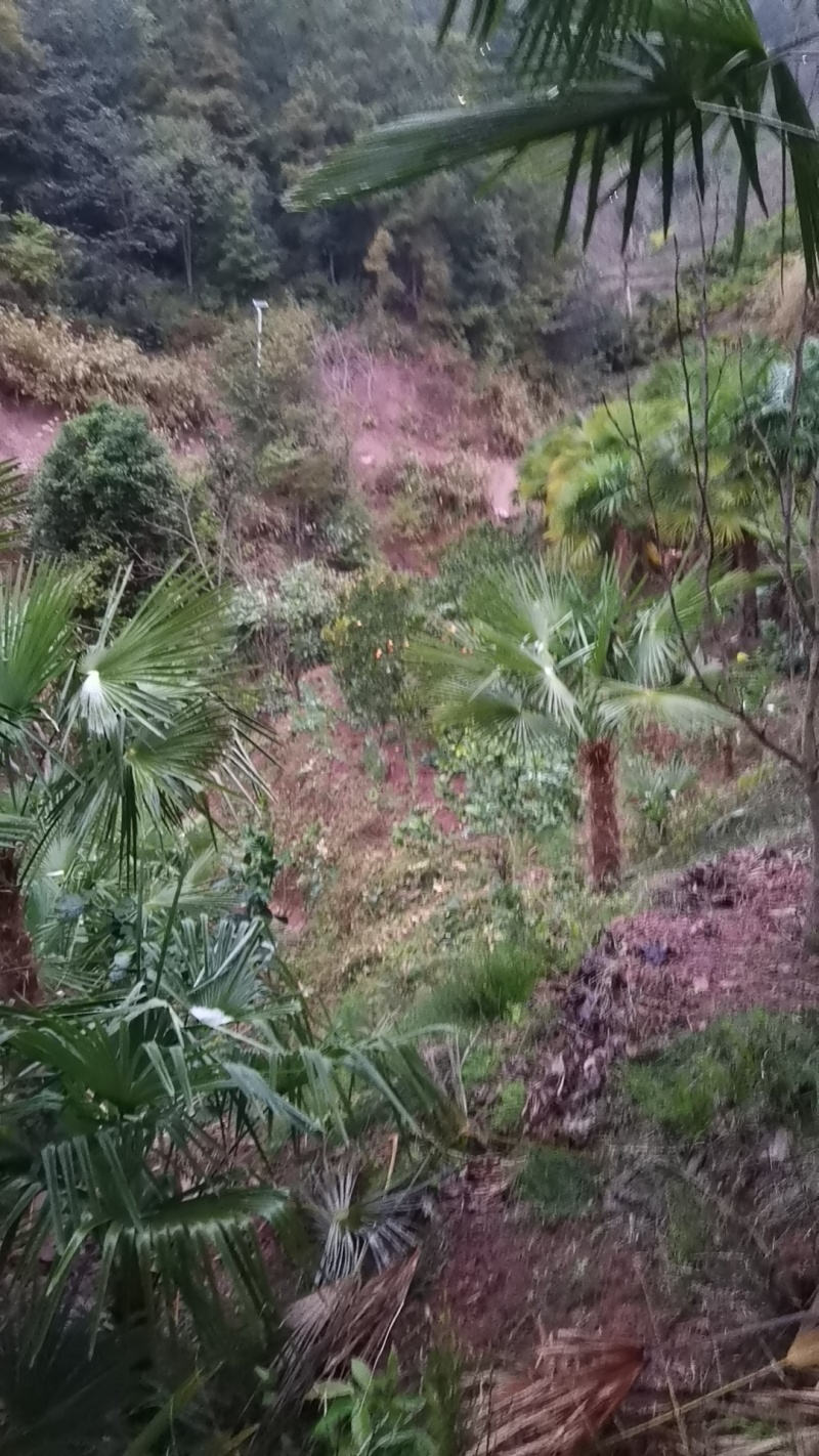 棕树棕头
