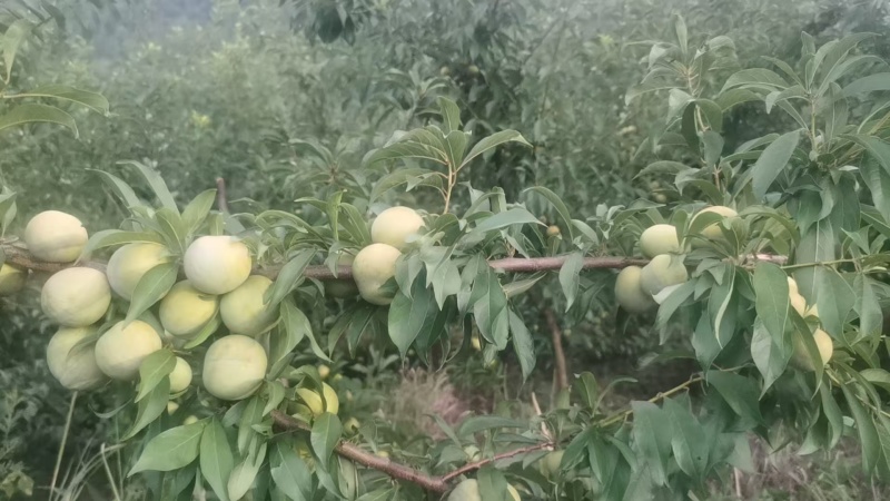 清脆李