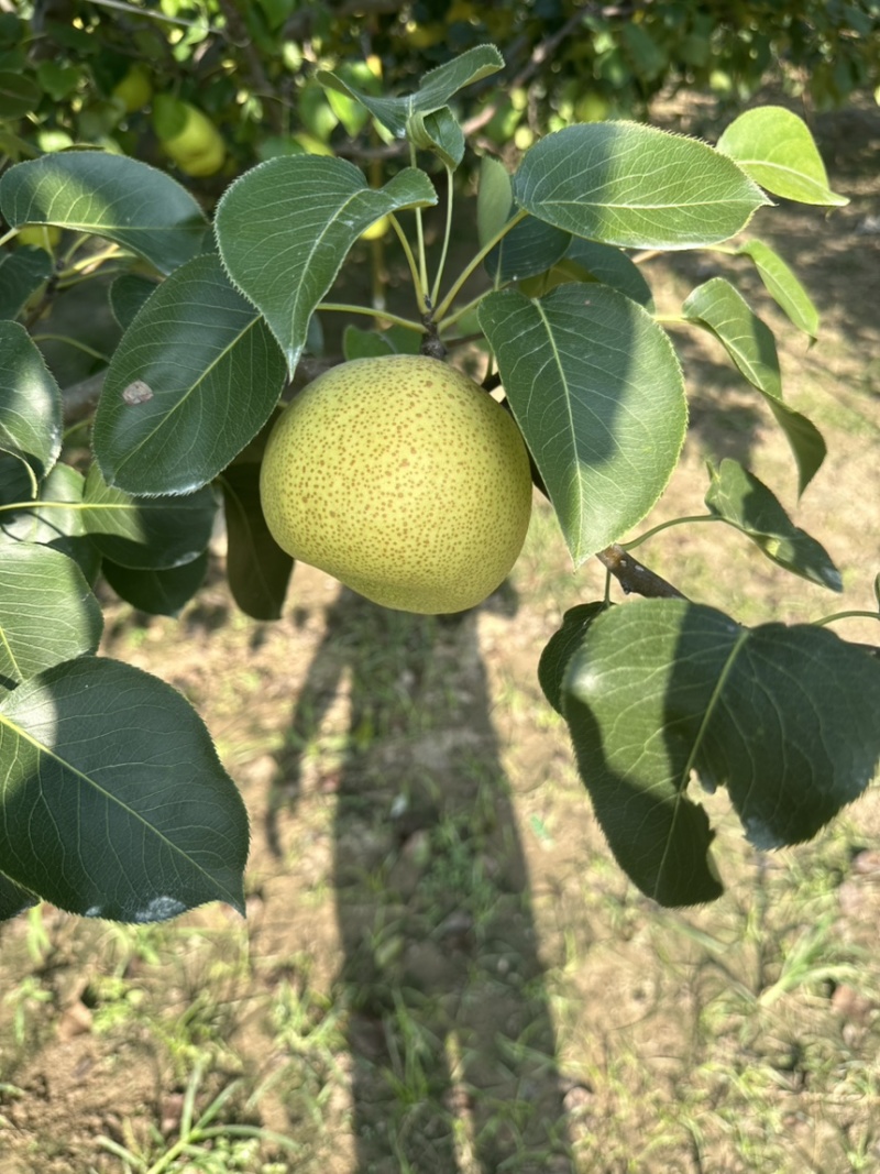 砀山酥梨基地直销量大质优价格优惠一手货源欢迎咨询