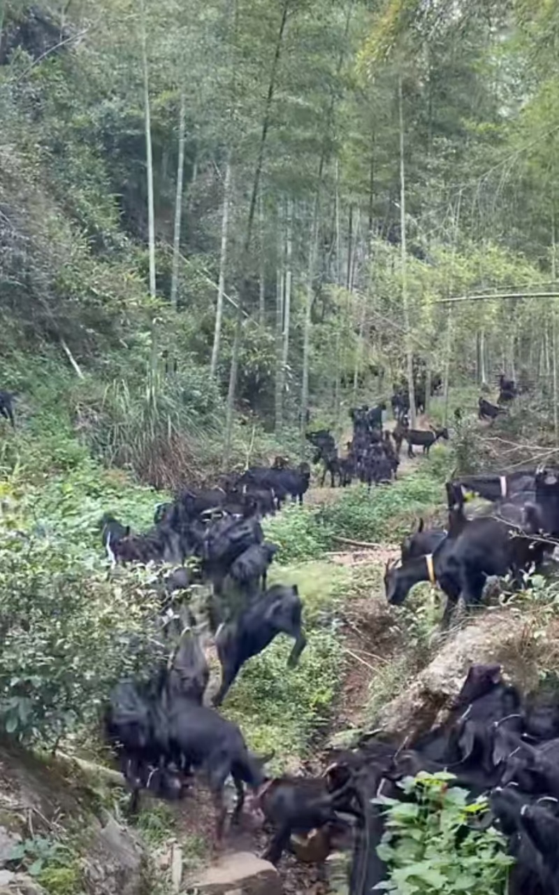 纯散养黑山羊品质保证支持视频挑选货到付款