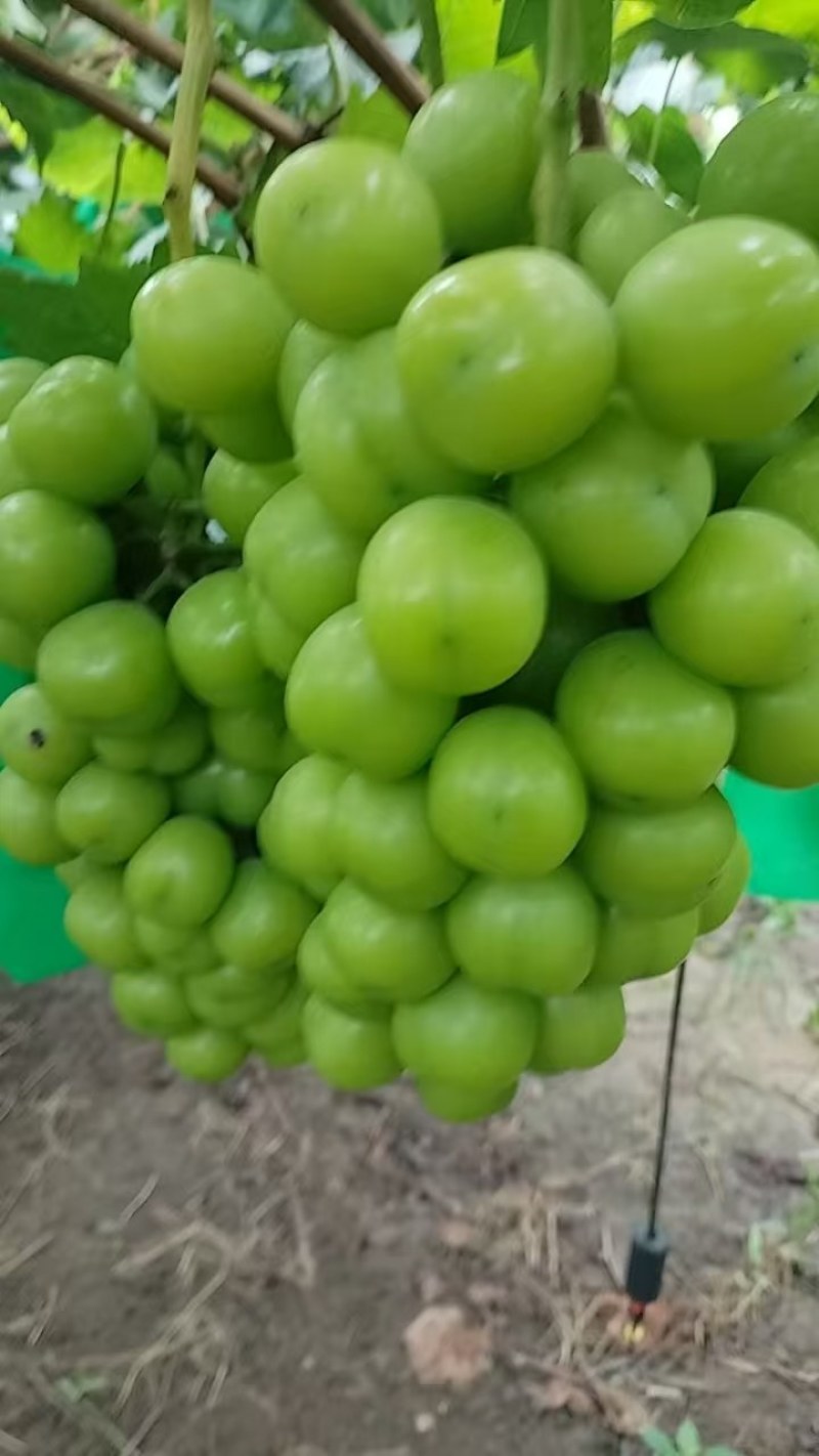 精品阳光玫瑰葡萄，安徽葡萄大量上市，口感好串型好