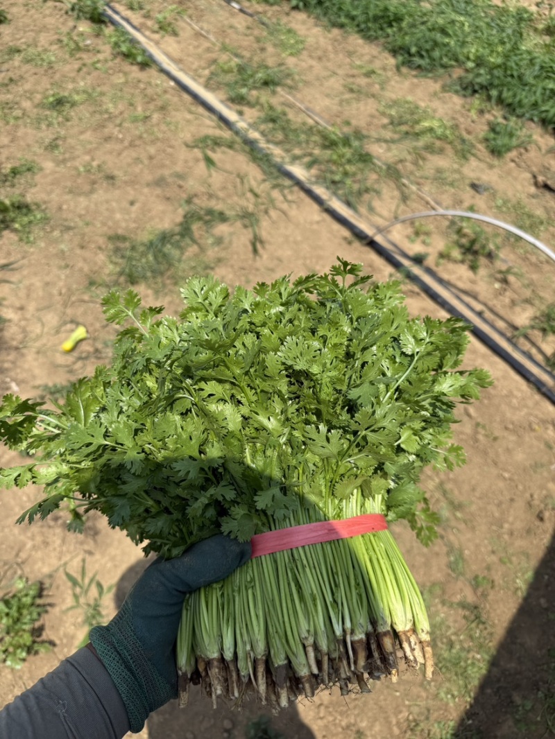 对接全国各地精品香菜价格实惠可视频看货