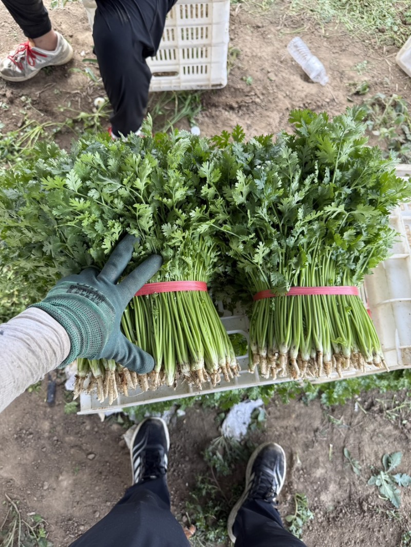对接全国各地精品香菜价格实惠可视频看货