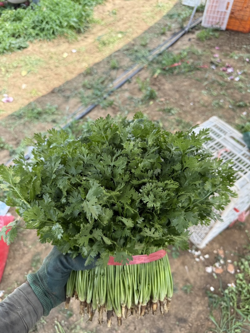 对接全国各地精品香菜价格实惠可视频看货
